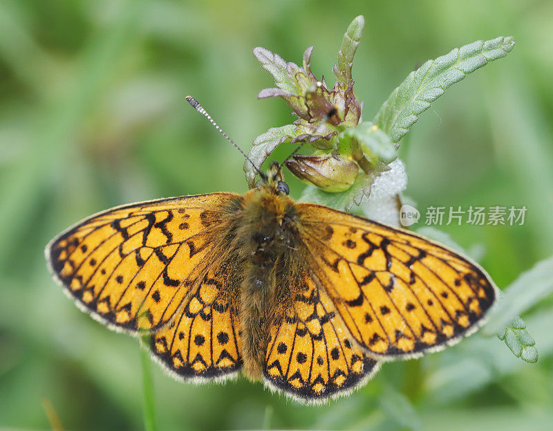 沼泽贝母蝶(Boloria eunomia)